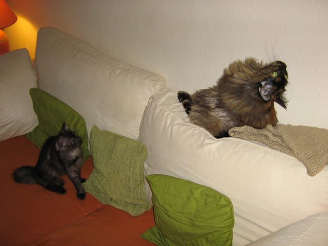 Chats + bougies : attention !