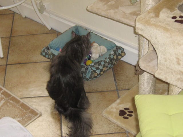 Chats plus fragiles que d'autres