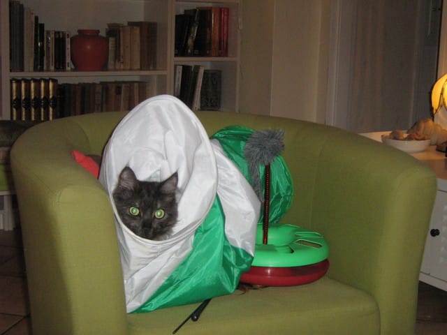 Pourquoi les chats... ?