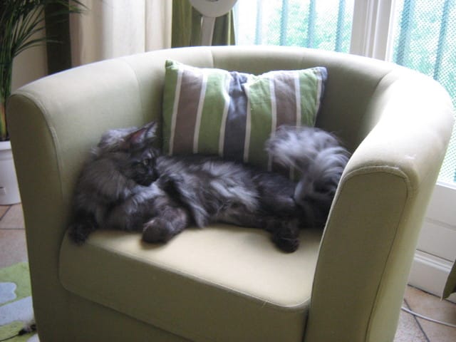 Tartre des chats