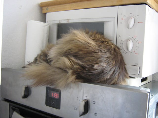 Stop à la non assistance à son animal malade ou blessé