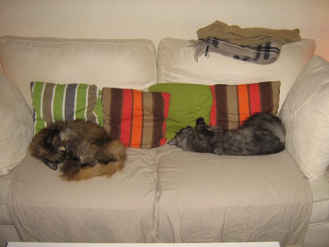 Partage de territoire, mes loulous se mettent à faire les difficiles