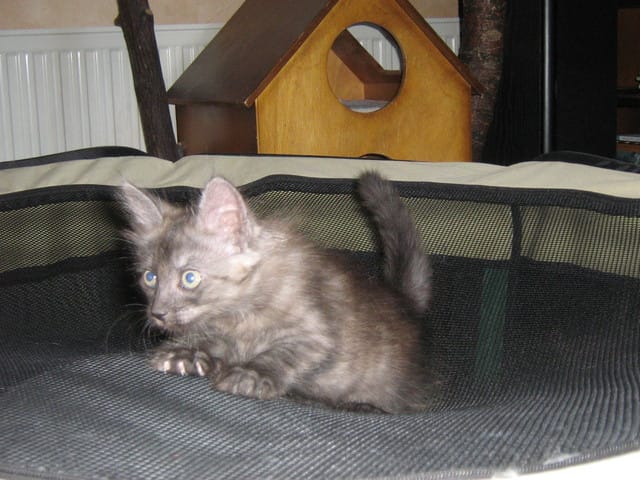 Gatsby tout petit :)