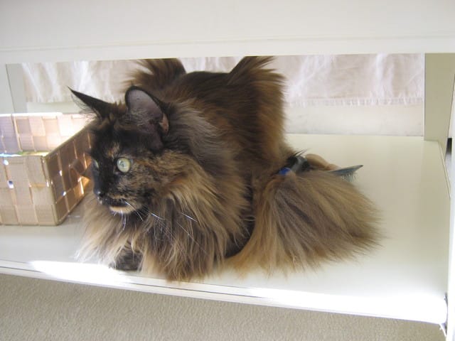 Pourquoi nos chats nous lèchent, j'en découvre la raison.