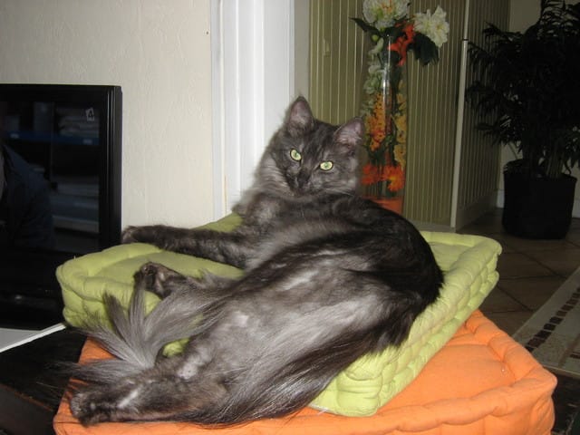 Des chats partout, même dans mes rêves ! :)