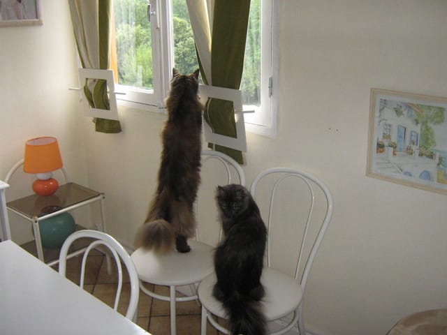 Les jeux des chats : simulations de bagarres ?