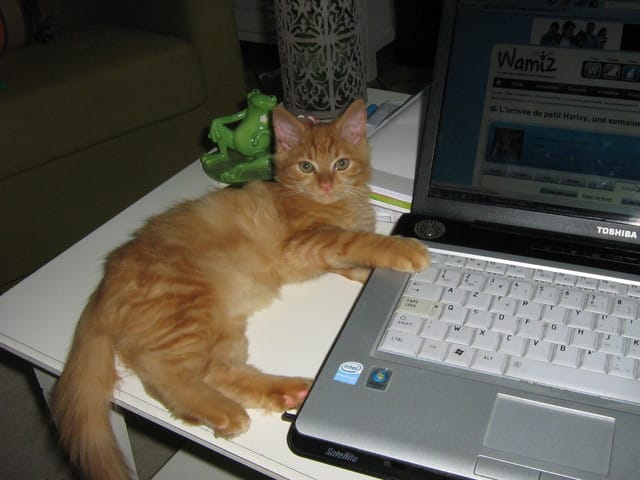 Que signifie le halètement chez un chat ?