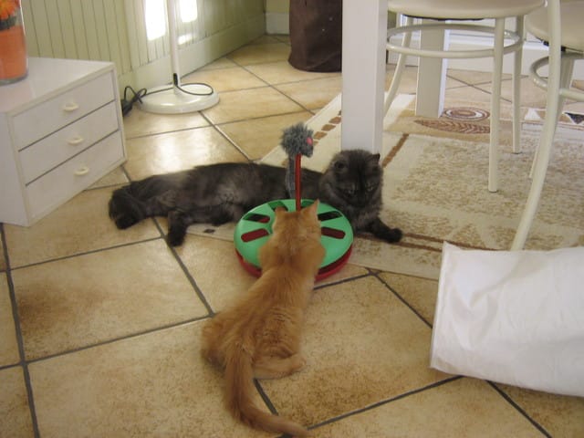 Gatsby et Harley, une très belle entente :)