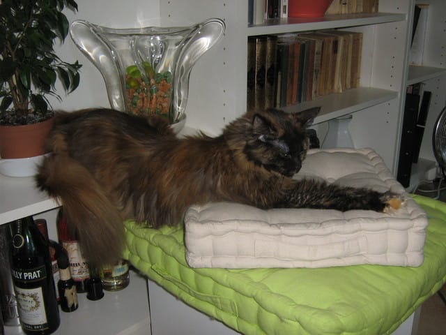 Le chat, animal territorial s'il en est