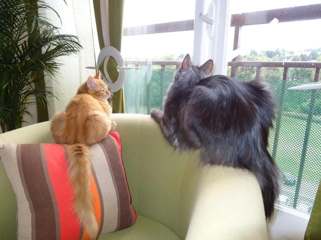 Le language des chats
