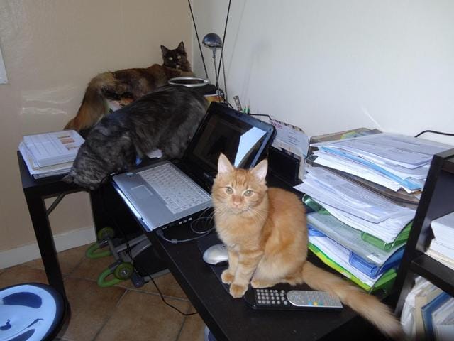 Félia et Harley, pas si simple
