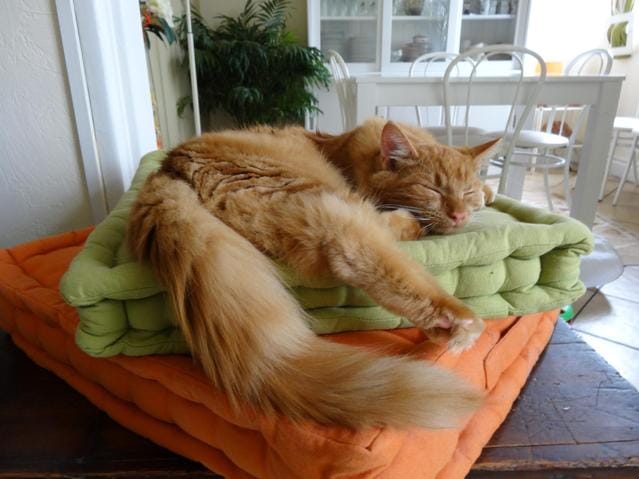 Le lait chaton serait-il à éviter pour les chats ayant les intestins fragiles ?