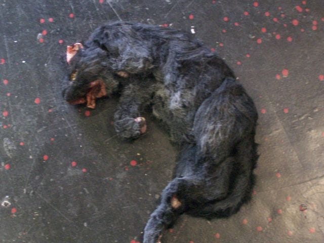 Chats qui sortent = grand danger