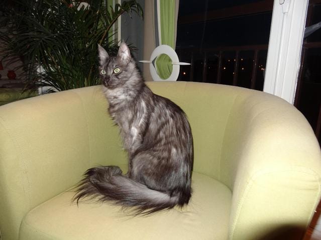 Arrive-t-il à vos loulous d'éternuer souvent ?