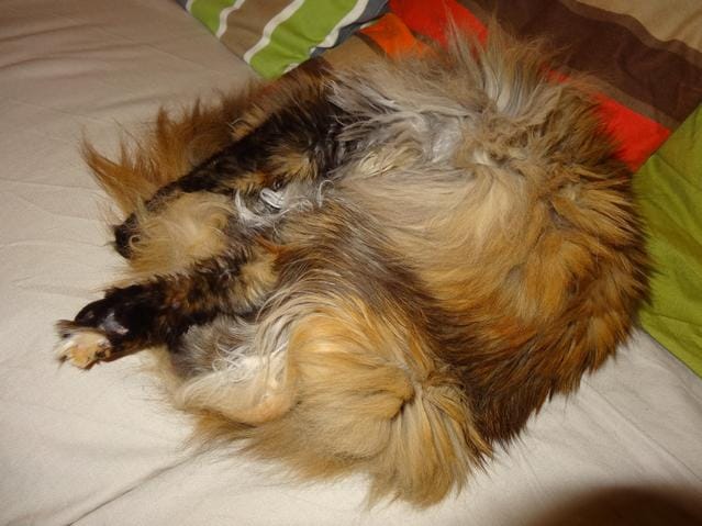 Salive du chat : pleine de bactéries, ou au contraire cicatrisante ?