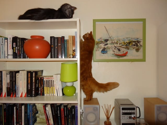 Le langage du chat