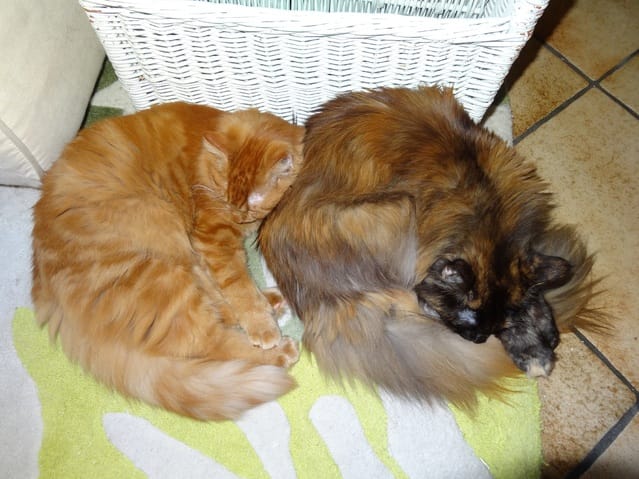 Bébé Harley, le chat qui ne "pattoune" pas