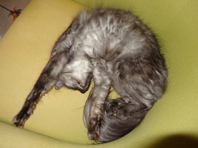 Oui les chats rêvent, pour moi cela ne fait aucun doute