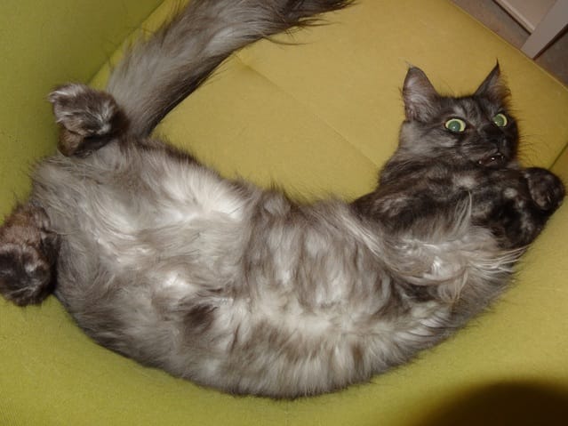 Le Pet-Phos félin spécial pelage. Promis c'est le dernier post que je fais sur le sujet ;)