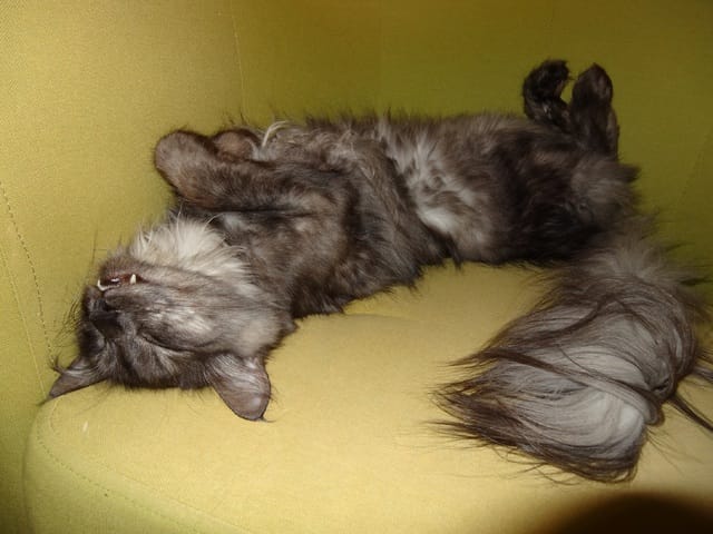 Post 2 en 1 : comment les chats font-ils pour sentir aussi bon + leurs positions fétiches