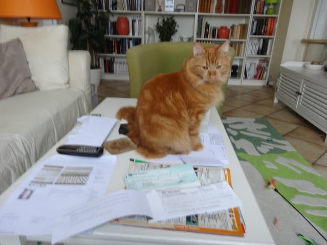 Questionnement relatif à l'adoption d'un 4ème loulou, et pourquoi pas un chat handicapé ?