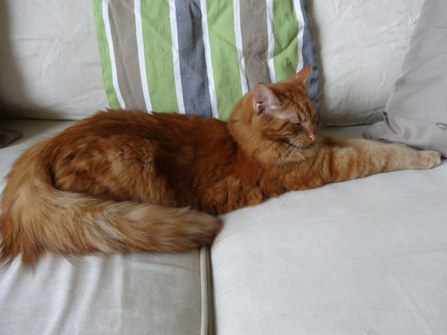 Nos chats vivent chez nous ? Naaaaan, c'est nous qui vivont chez eux ! ;)
