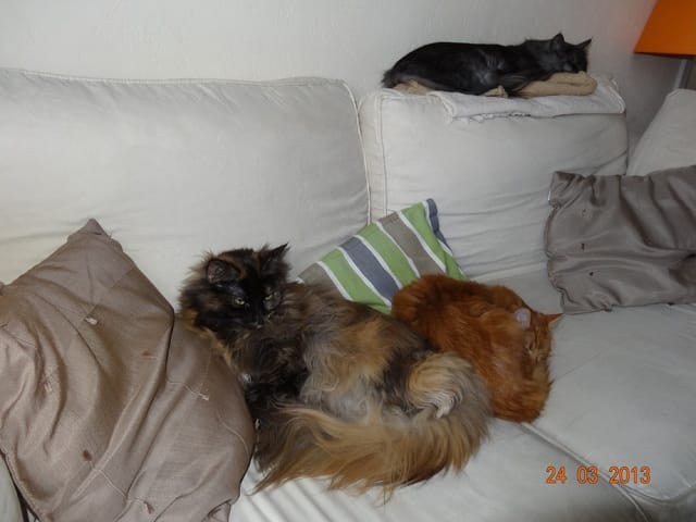 Tapis de maison de toilette