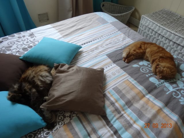 Les chats et l'aspirateur, comment faire pour minimiser leur peur panique ?