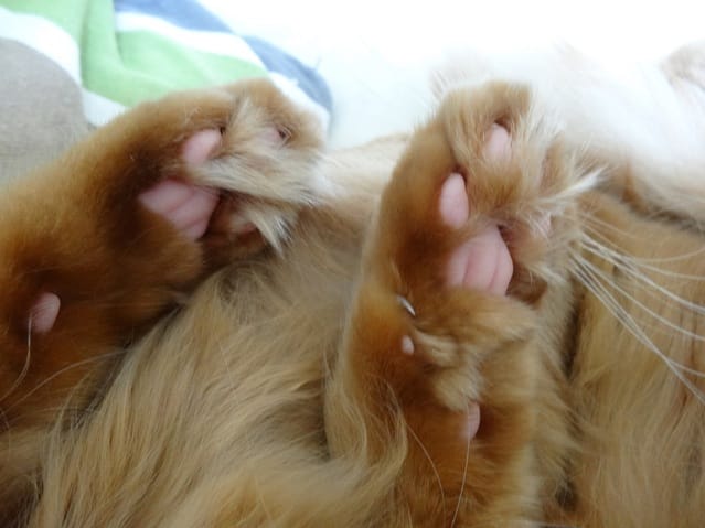 Chats et souris laser