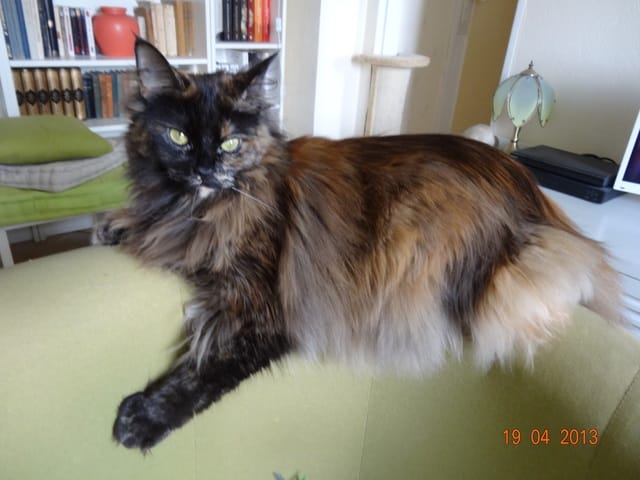 Comment ça nos chats n'aiment pas nos bisous ??