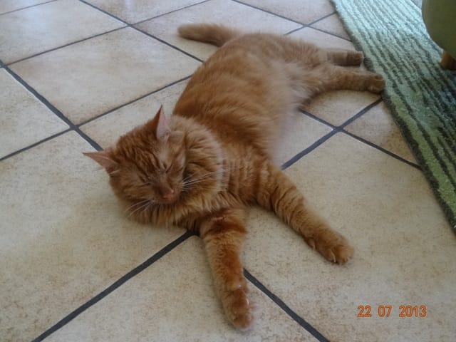 Nos poilus et la chaleur, trucs et astuces