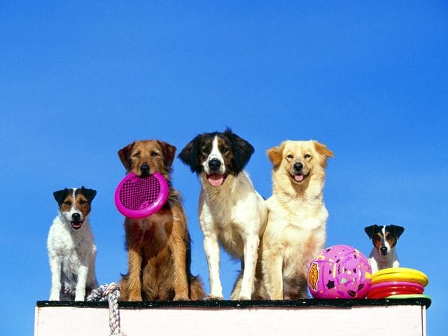 La Clinique Vétérinaire Eurovet de Peniscola vous informe : Vos animaux de compagnie en vacances