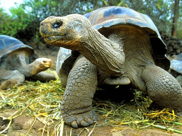 Explications de la Clinique Vétérinaire Eurovet de Peñíscola sur le sommeil à rallonge des tortues.