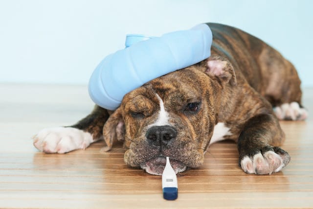 Pourquoi votre chien tousse?