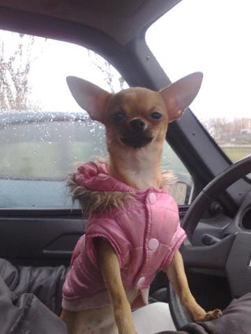 Comment s'y prendre pour la reproduction de chihuahua toy 