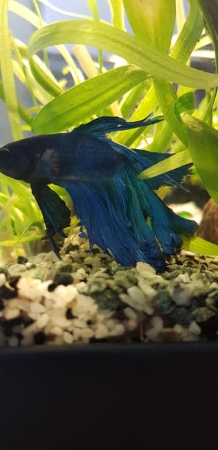 Pourriture des nageoires : que faire ?