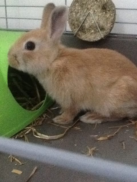 Mon lapin est arriver il y a 6 h et il ne mange pas !!😭😭aidez moi svp
