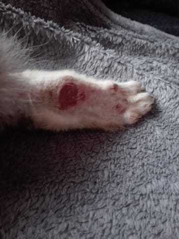 Mon lapin a des blessures sous les pattes avant et arrière.