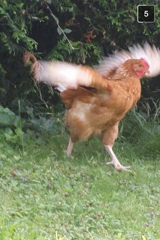 Coq ou poule ? 