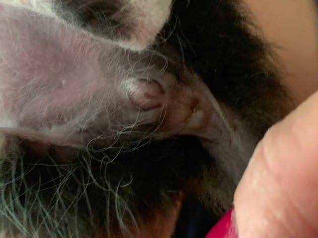 Sexe chaton mâle ou femelle, à vos avis