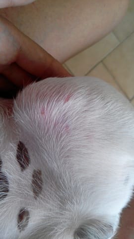 Jango a des boutons HELP! (photos)