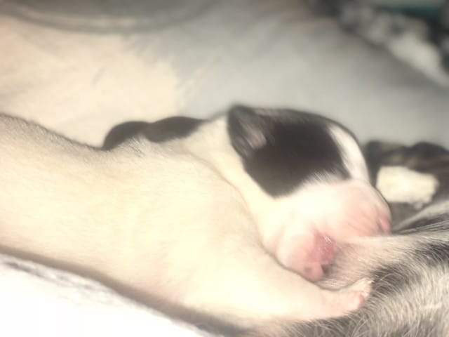 Quel croisement pour mon chiot