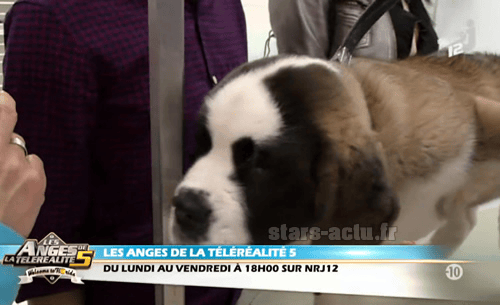 Angel le chien des Anges de la Télé réalité