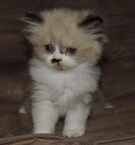 Quelle est la couleur/robe de mon persan?