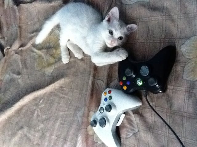 De quelle race est ma chatte