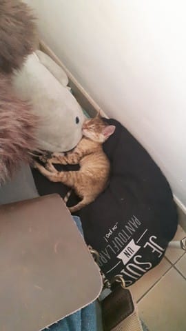 Petit chaton adopté mais sauvage