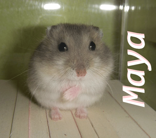 RIP Maya :'(
