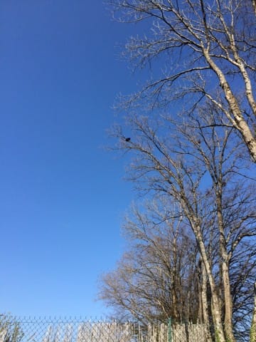 urgent !!!!!!!!!!!!!!!!!!! chat coincé dans un arbre