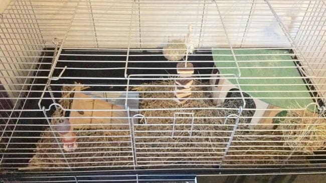 MON LAPIN EST-IL BIEN INSTALLER ?