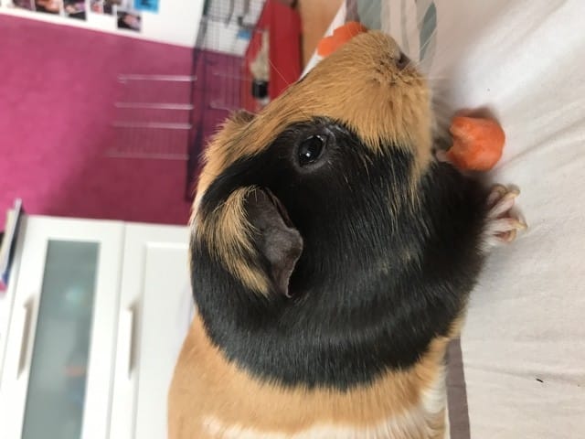 Problème à l'œil, chassie